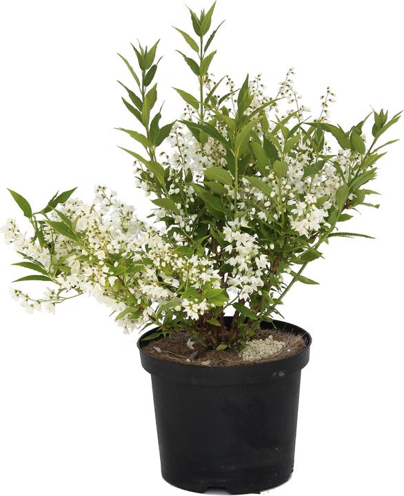 Produktbild Zulauf Zierliche Deutzie / Deutzia gracilis (30 cm)