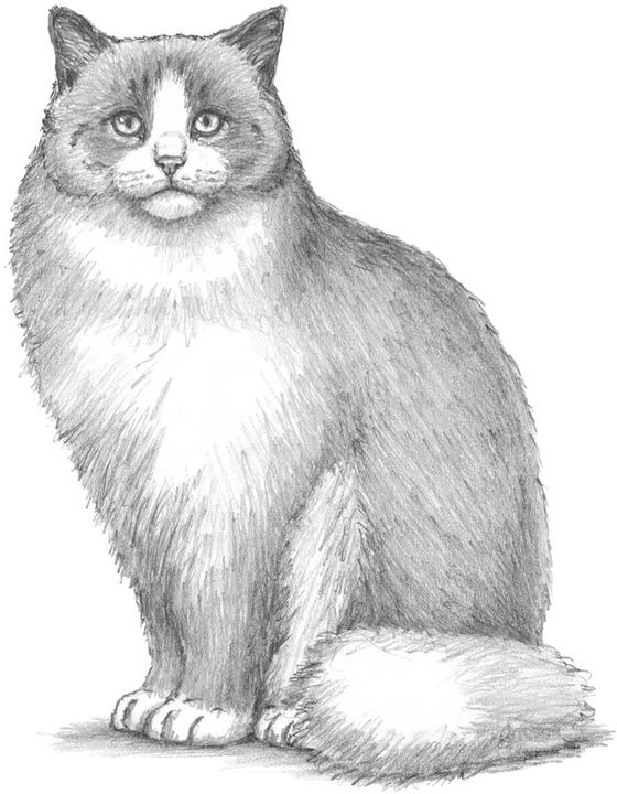 Immagine prodotto L'arte del disegno per i bambini - Io disegno gatti