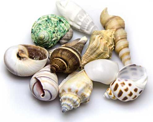 Actual product image Hobby Aquarium Decoration Snail Shells Sea Shells Set M 10 pieces (other items)