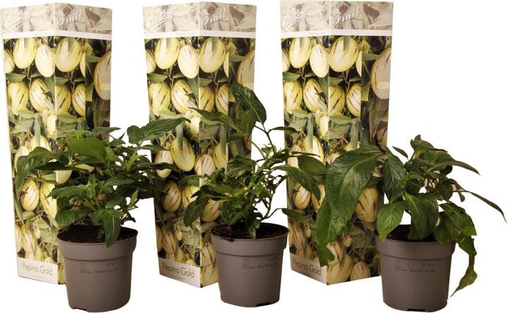 Produktbild Plant in a Box Solanum Muricatum 'Pepino gold' - 3er Set Melonenbirne (40 cm)
