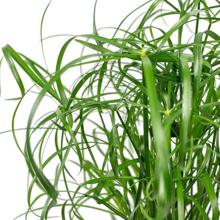 Image du produit Flowerbox Herbe de Chypre (60 cm)
