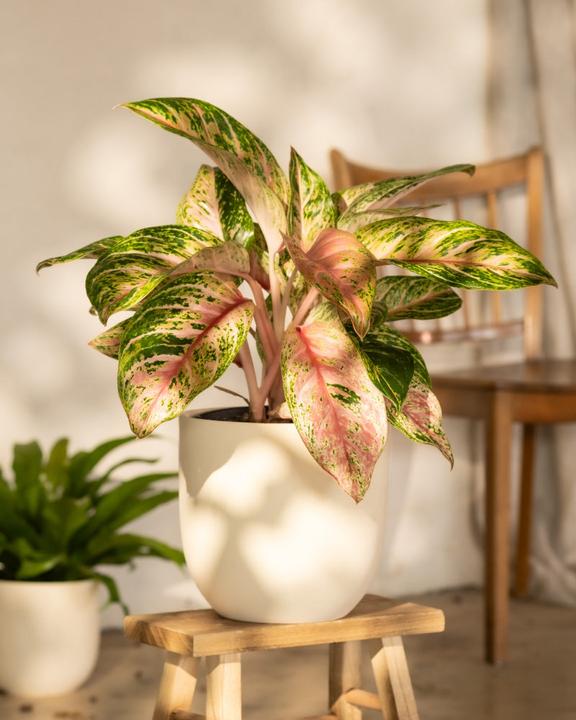 Produktbild feey Aglaonema Cocomelon (60 cm, Frisch umgetopft)