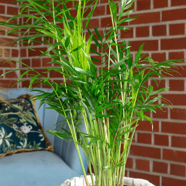 Immagine prodotto Flowerbox Palma di montagna - Chamaedorea elegans (35 cm)