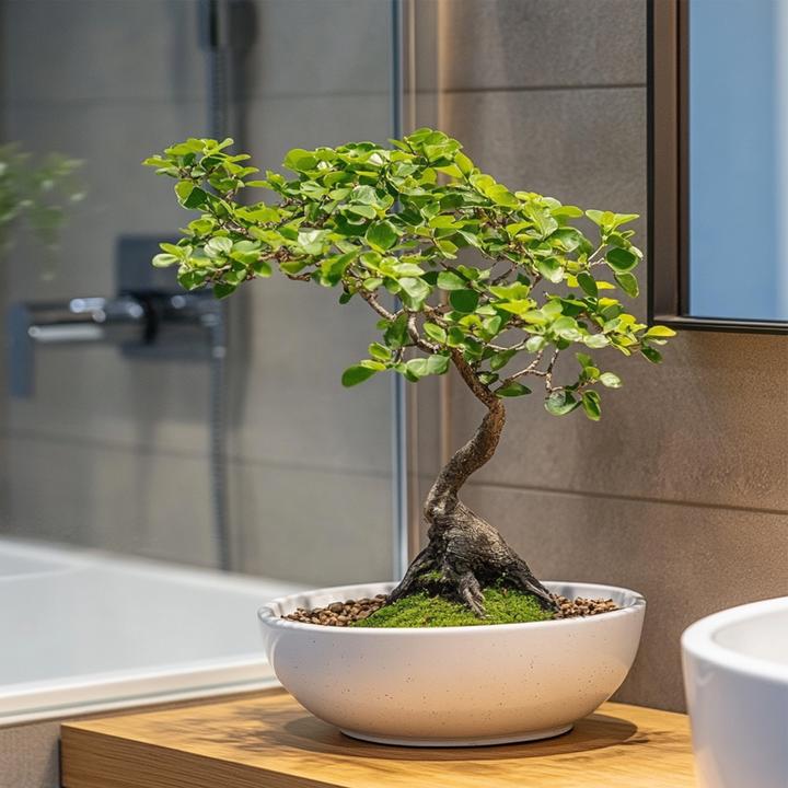 Image du produit Plant in a Box Zelkova serrata - Bonsaibaume (25 cm)