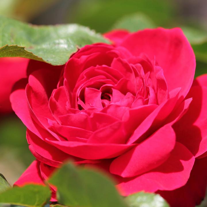 Produktbild Zulauf Floribundarose / Rosa (FL) 'Nina Weibull' (40 cm)