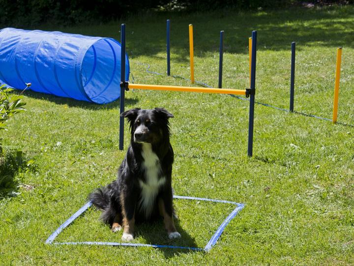 Image du produit Petcenter Kit de démarrage Agility 1 tunnel 60x152 cm, 4 piquets de slalom, 1 saut, 1 tapis de boxe (Taille unique, Agility)