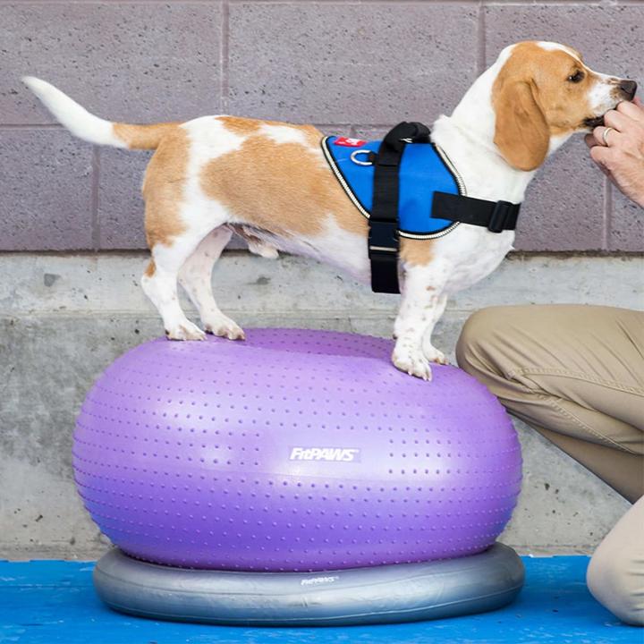Actual product image FitPaws Donut Holder (Agility)