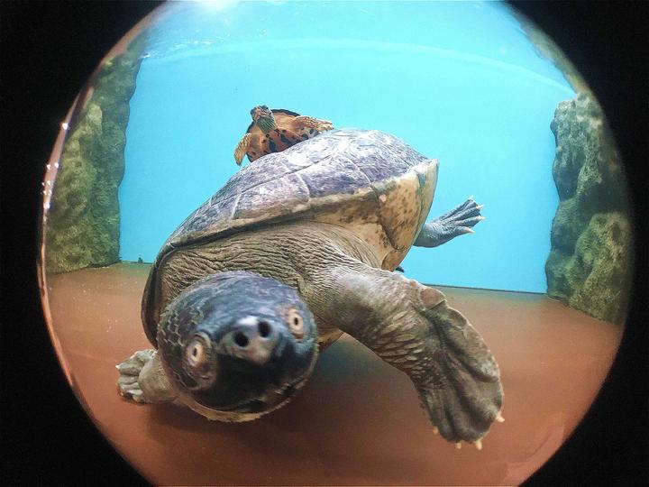Actual product image Kenko Real Pro 180° Fisheye