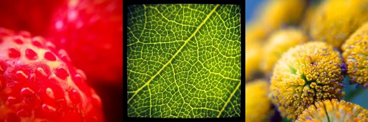 Produktbild Kenko Real Pro 0.65x Wide/Macro
