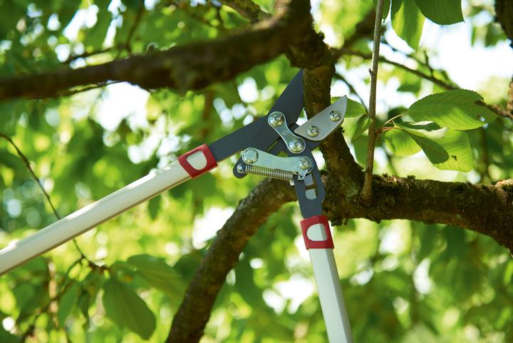 Actual product image Wolf-Garten Branch shears