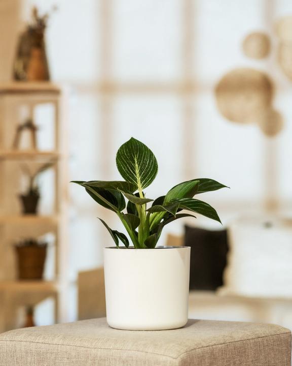 Produktbild feey Philodendron Birkin 'White Measure' (30 cm, Frisch umgetopft)