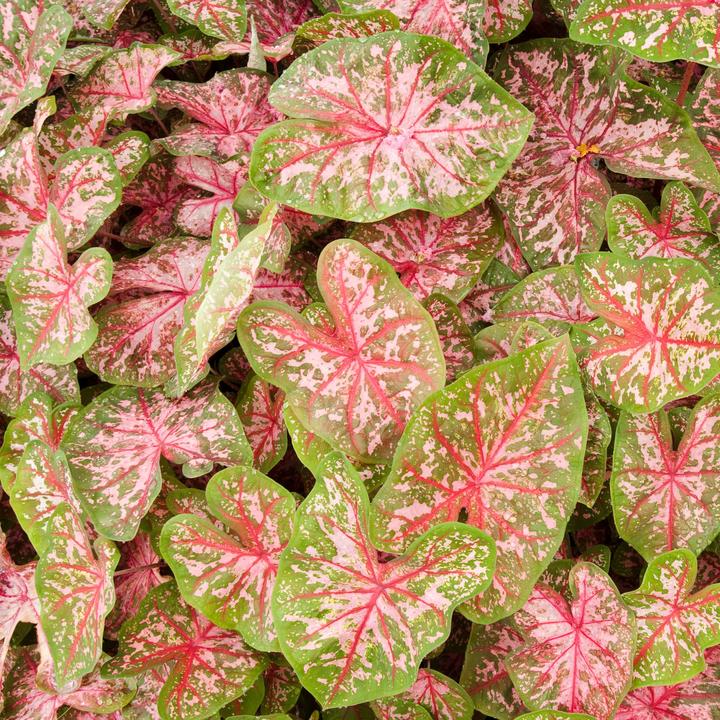 Image du produit Plant in a Box Caladium Carolyn Whorton - (25 cm)