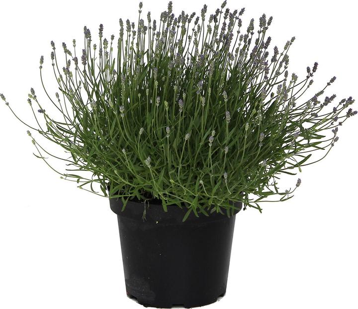 Produktbild Zulauf Lavendel / Lavandula angust. 'Hidcote' (30 cm)