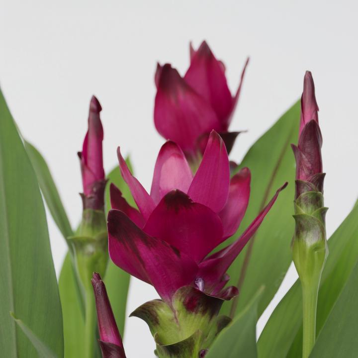 Immagine prodotto Plant in a Box Curcuma alismatifolia - Curcuma (80 cm)