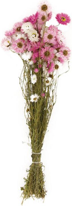 Actual product image Dijk Acroclinium (Dried flowers)