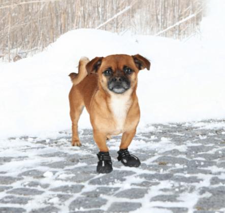 Produktbild Trixie Pfotenschutz Walker Active (S, M, Hundeschuhe)