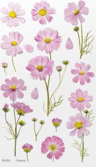 Produktbild Appree Dekorative Blumenaufkleber - Aster