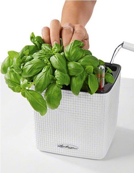 Actual product image Lechuza Cube Color (14 cm)