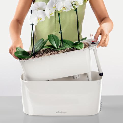 Image du produit Lechuza Delta (15 cm)