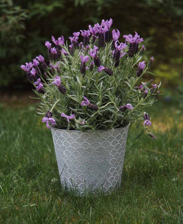 Actual product image Esmée Flower pot / planter Orient, sheet metal (20 cm)