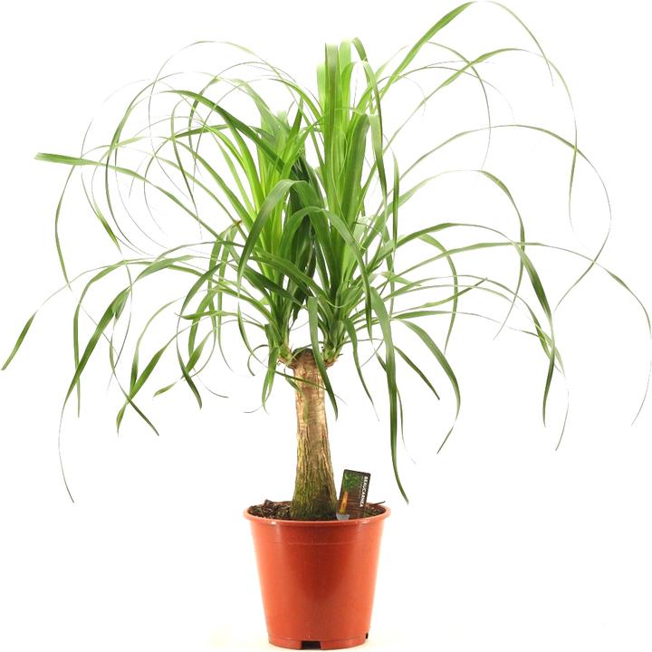 Image du produit Rutishauser Beaucarnea (55 cm)