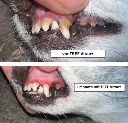 Actual product image Teef Vitae+ Dental care (Dog, Cat)