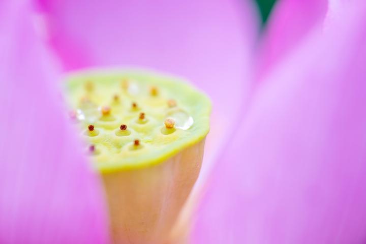 Actual product image Tamron 90mm F/2.8 Di III VC VXD Macro Nikon Z (Nikon Z, full size)