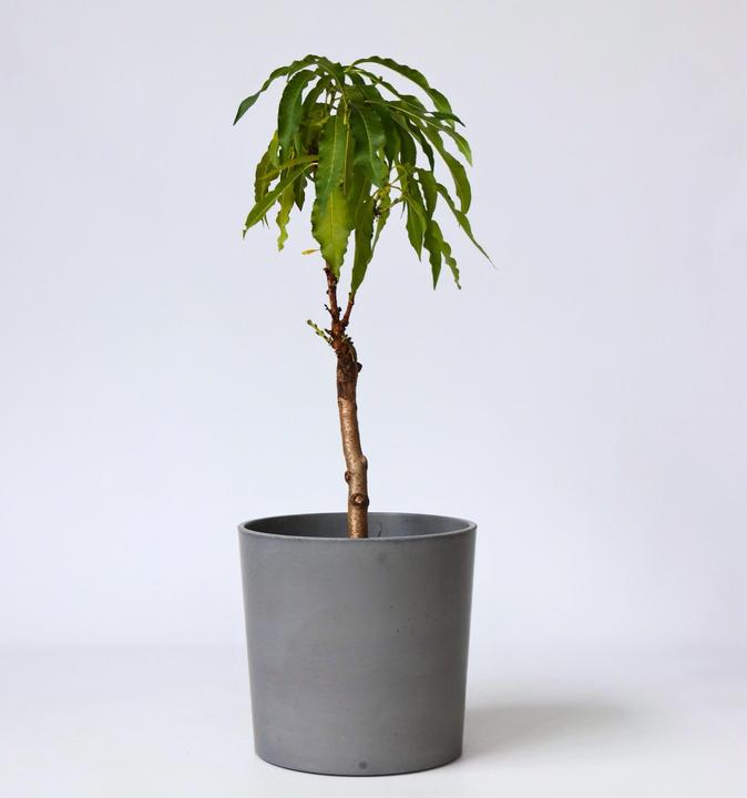 Actual product image Plant in a Box Prunus 'Bonanza' - Peach tree (60 cm)