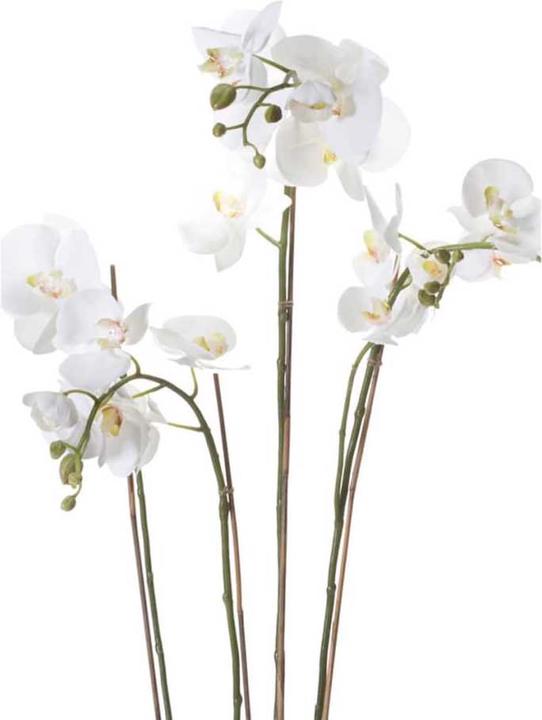 Actual product image Emerald Karlik (90 cm)