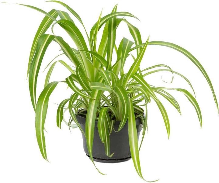 VEG and the City Wani (Chlorophytum comosum) (30 cm)