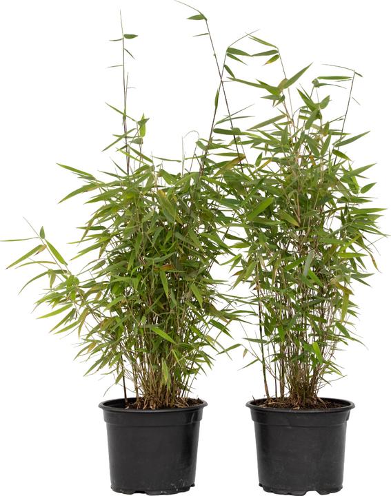 Plant in a Box Fargesia nitida 'Red Dragon' - 4er Set Roter Drachenbambus (60 cm)
