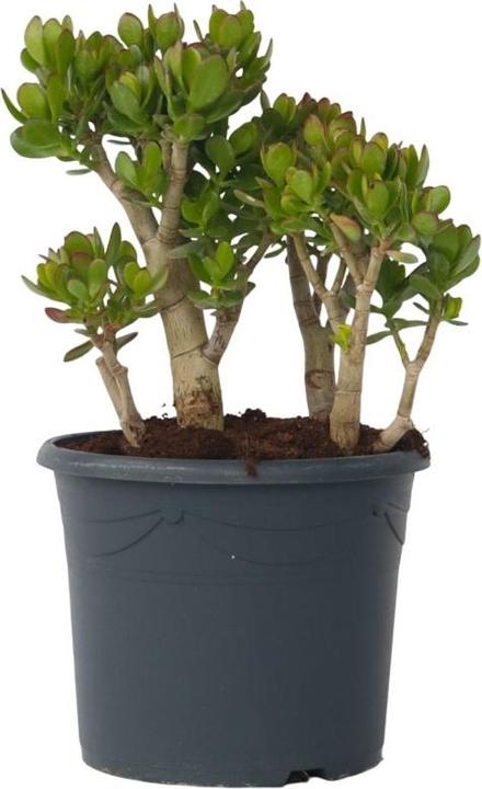 Immagine prodotto Plant in a Box Crassula ovata Minor - Pianta di giada (60 cm)