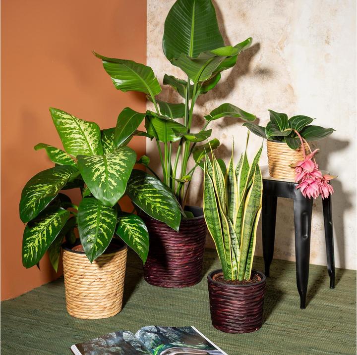 Actual product image Scheurich Water hyacinth 34, wicker planter/basket planter/basket pot made of Water hyacinth Colour: Brown, 34 (34 cm)
