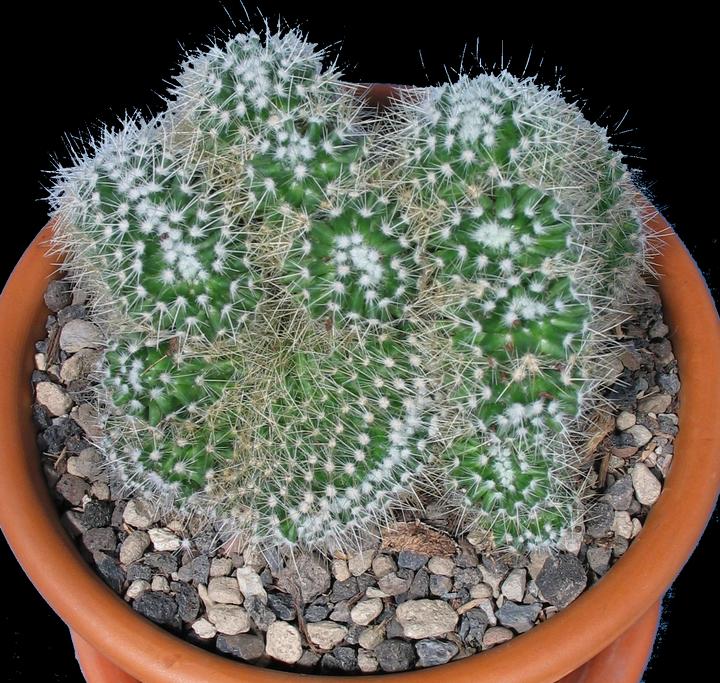 Actual product image Kakteen Gautschi Mammillaria pringlei cristata (20 cm)