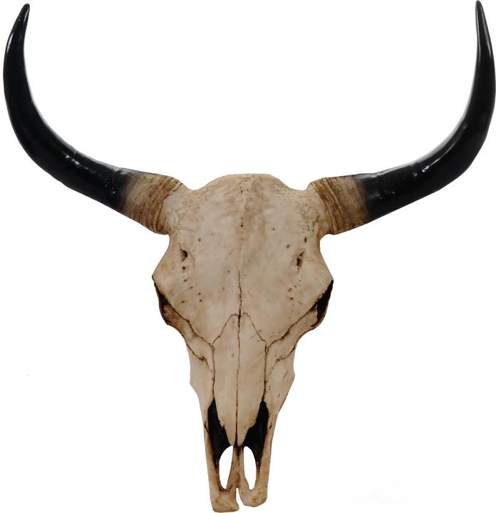 Immagine prodotto JOHN316 Deko Schädel 45cm Stier