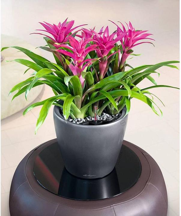 Immagine prodotto Lechuza Classico (22 cm)