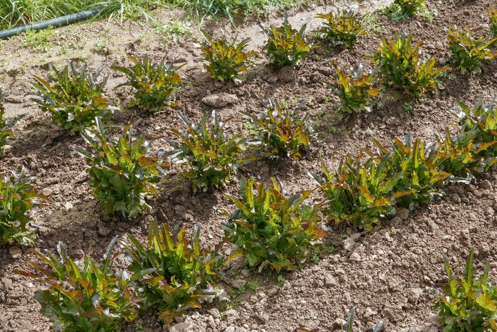 Produktbild Living Seeds grüner Eichblatt Salat, Cocarde (Gemüsesamen)