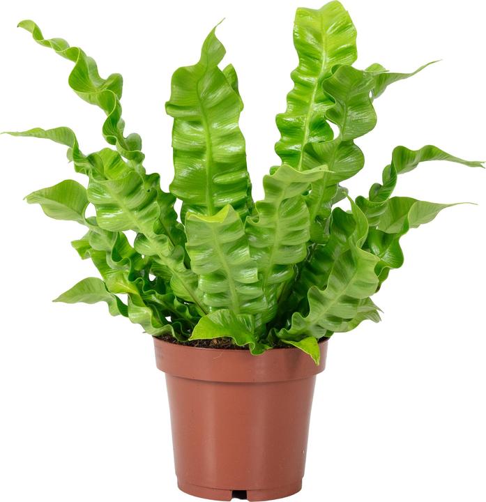 Actual product image Flowerbox Nestfarn - Asplenium nidus 'Crispy Wave' (25 cm)