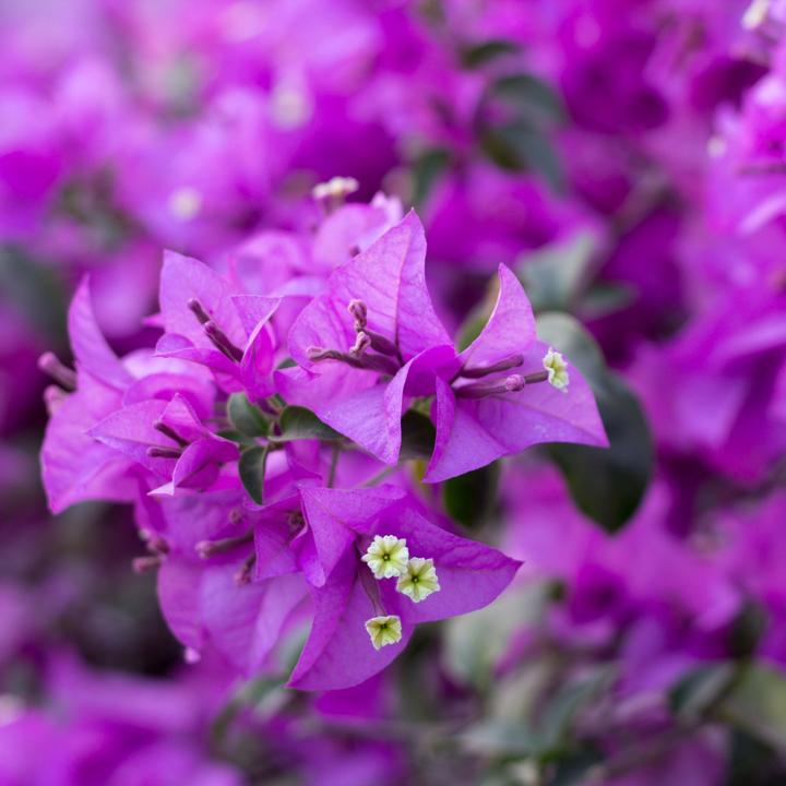 Actual product image Plant in a Box Bougainvillea 'Alexandra' - (50 cm)