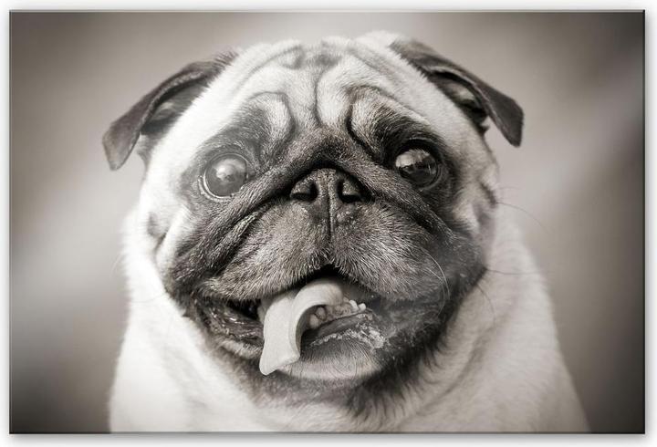 Actual product image Trenddeko Lovable pug (100 x 70 cm)