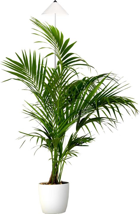 Produktbild Parus by Venso Sunlite XL 25 (LED, 230 V)