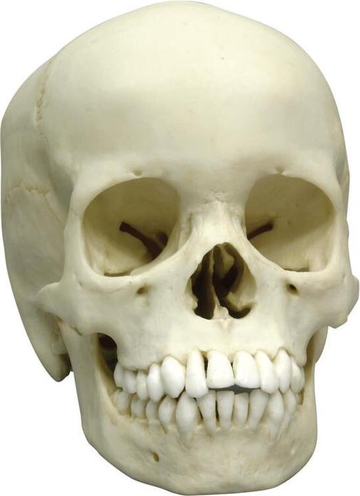 Immagine prodotto Erler Zimmer Cranio umano, 13 anni