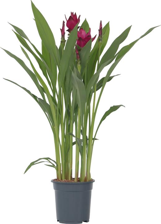 Immagine prodotto Plant in a Box Curcuma alismatifolia - Curcuma (80 cm)