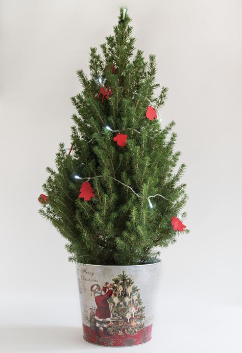 Zuckerhutfichte mit dekorativer LED Lichterkette & Topf (80 cm)