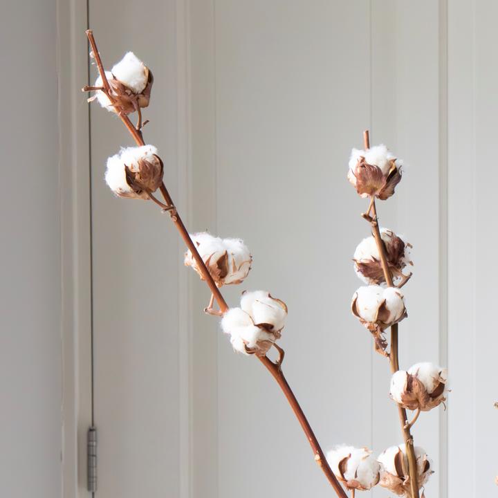 Immagine prodotto Plant in a Box Ramo di cotone - (40 cm)