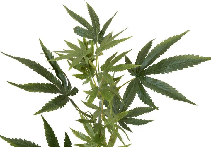 Actual product image Europalms Hemp branch, artificial, 90cm (90 cm)
