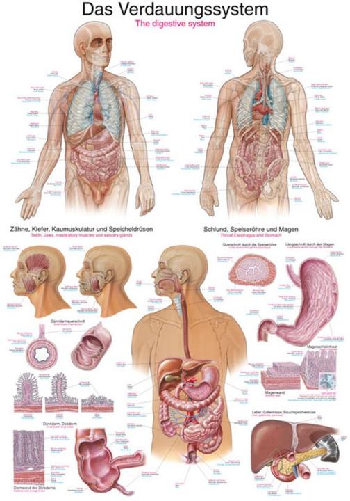 Actual product image Erler Zimmer Teaching board The digestive system, 50x70 cm