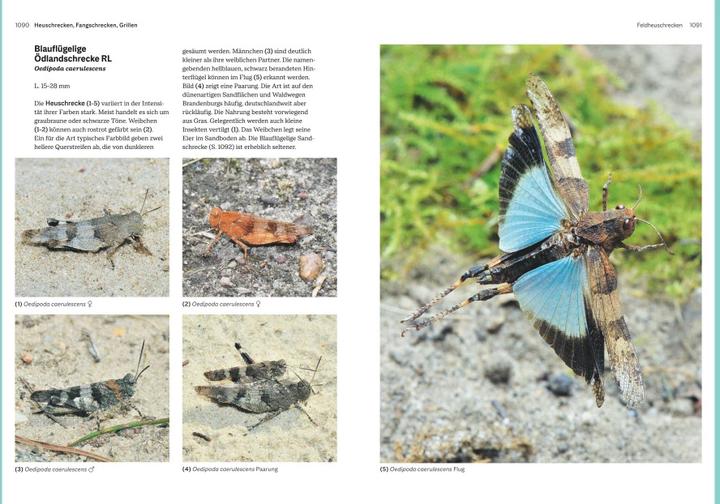 Immagine prodotto Das grosse Handbuch Insekten (Tedesco, Ewald Gerhardt, 2021)