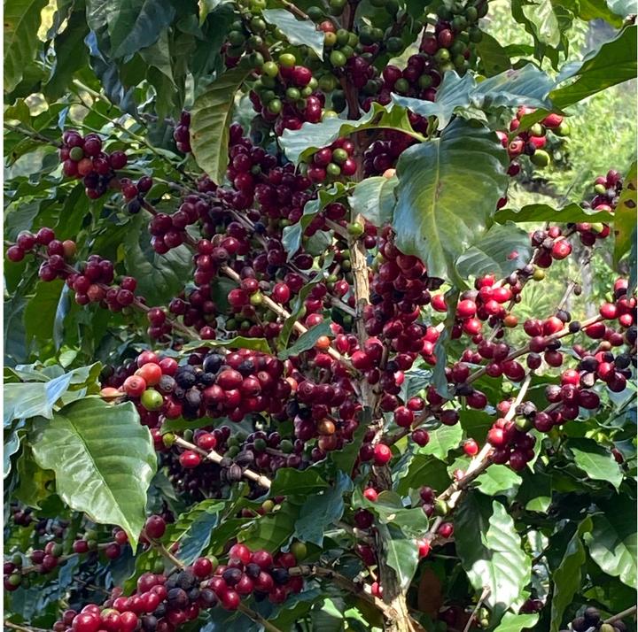 Image du produit Turm Kaffee Bio&Fair Ethiopia Sidamo (250 g, Torréfaction moyenne)