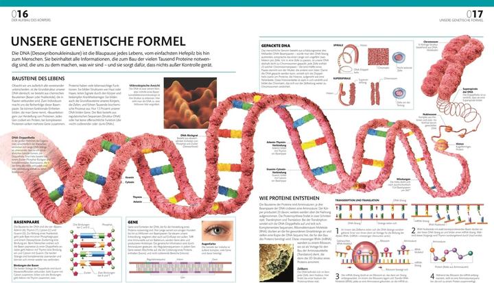 Produktbild Anatomie und Physiologie (Deutsch, Andreas Held, DK Verlag, Simone Blass, Nikola Schmidt, Alice Roberts, 2023)